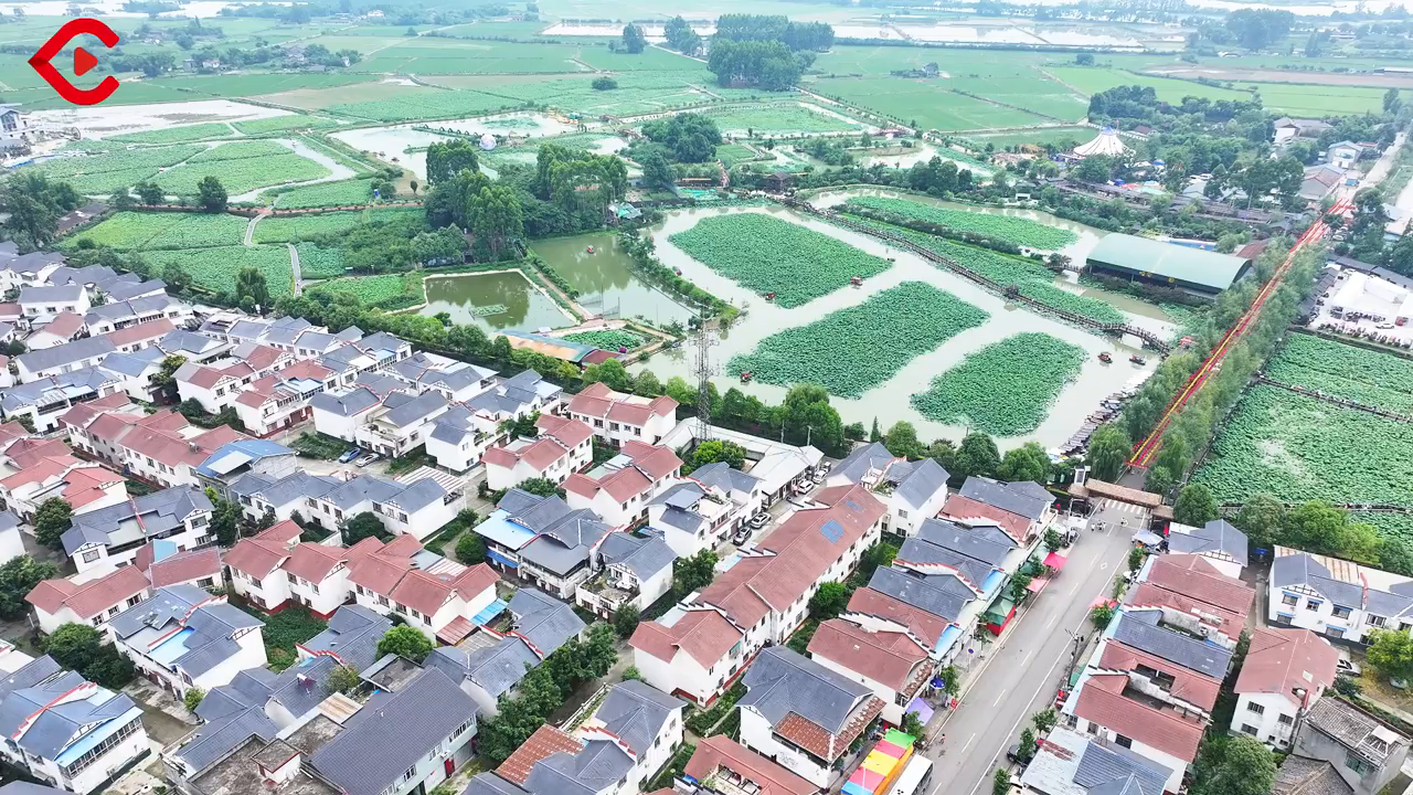 c视频丨成都:千亩荷塘迎客来 油画家用笔描绘乡村振兴画卷