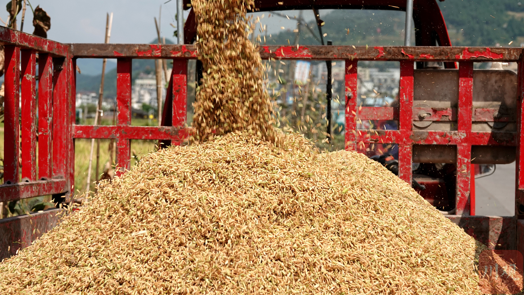 c视频丨泸州古蔺千亩水稻迎丰收机械收割成主角