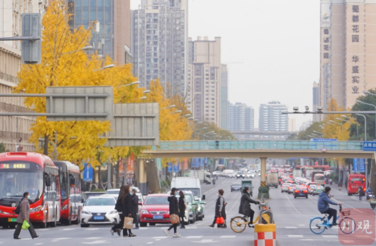 成都的太阳已连续多天到岗!最美“黄金”季节来了(图2) 成都的太阳已连续多天到岗!最美“黄金”季节来了(图2)