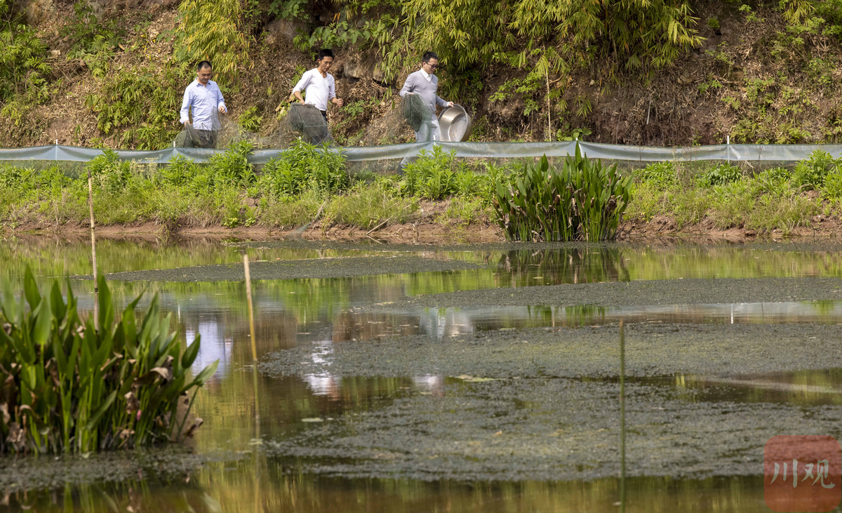 1日,隆昌市龙市镇党委副书记王艺海早早来到点灯村专业户陈勇的稻虾田
