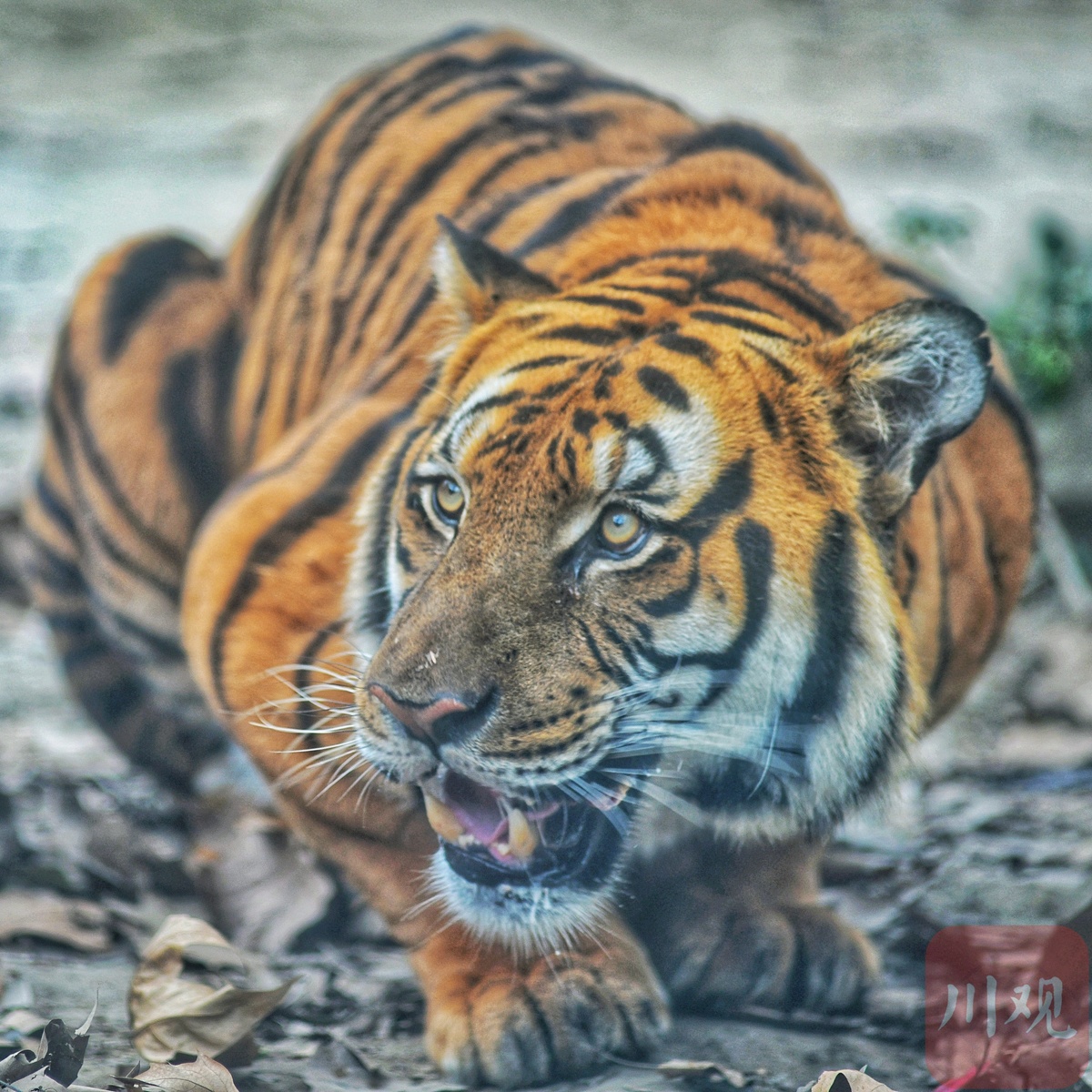 c视频虎年观虎成都动物园里沾福气