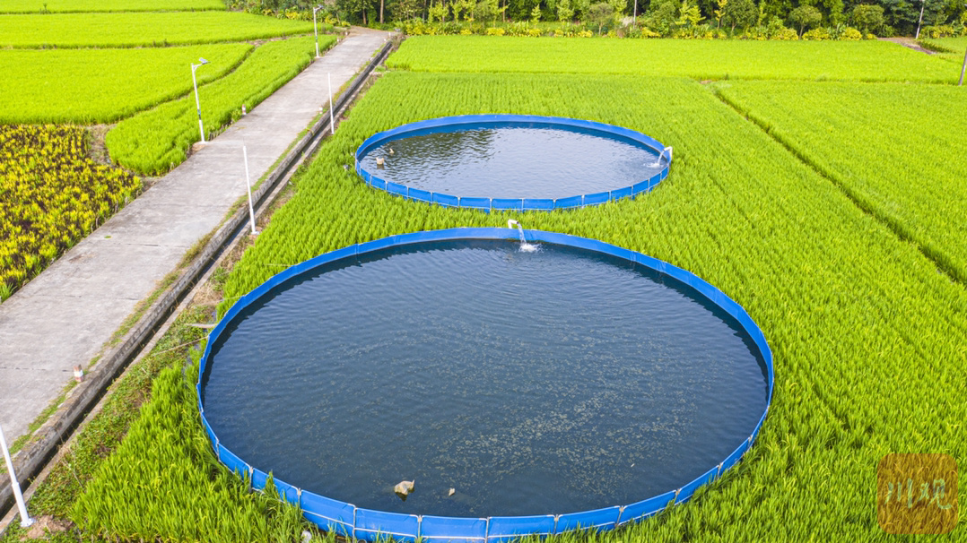 与传统的稻田养鱼模式相比,"稻鱼共作"模式有四个特点:一是节约耕地