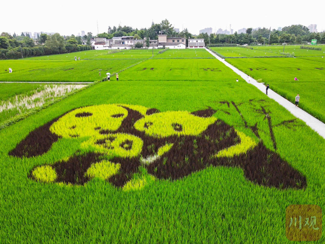 进入8月以来,随着水稻逐渐成熟,成都市温江区和林村宽阔无比的稻田里