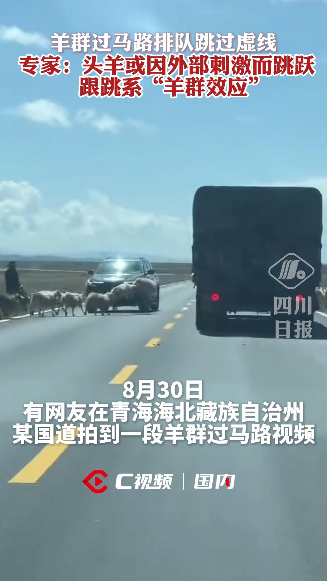 C视频丨羊群过马路排队跳过虚线？ 专家：头羊或因外部刺激而跳跃，跟跳系“羊群效应” - 川观新闻