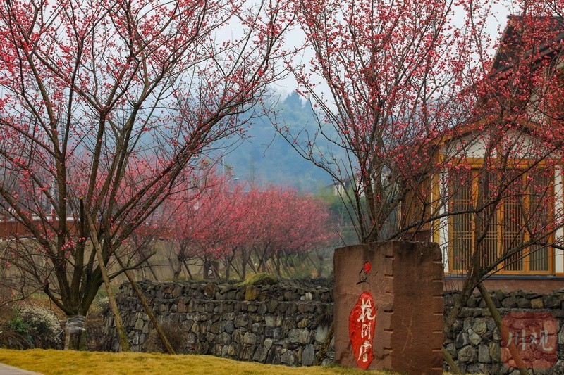 雅安市市花图片