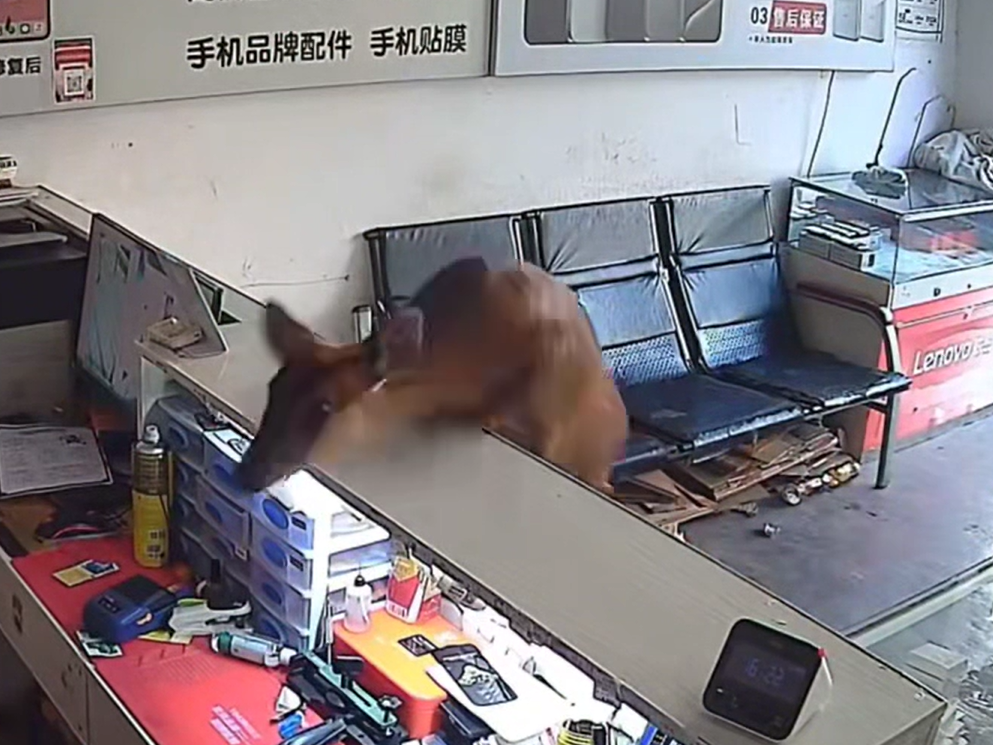 C视频丨野生赤麂闯入小店，店主一“吓”跳上柜台