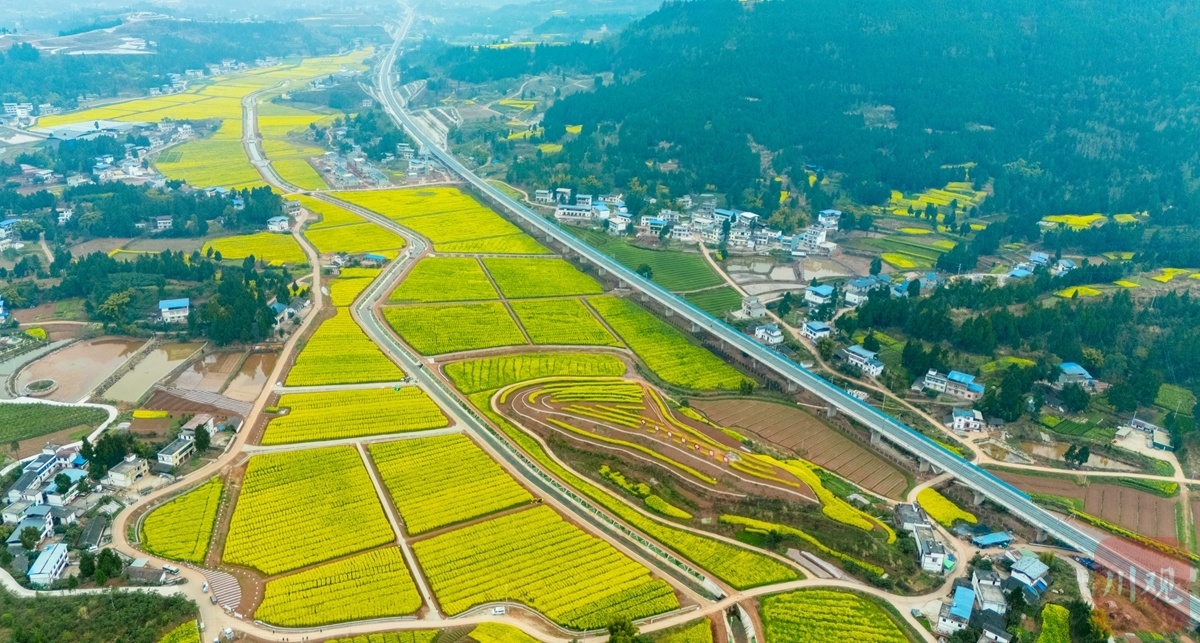 c视频丨南充仪陇万亩油菜花绽放扮靓乡村
