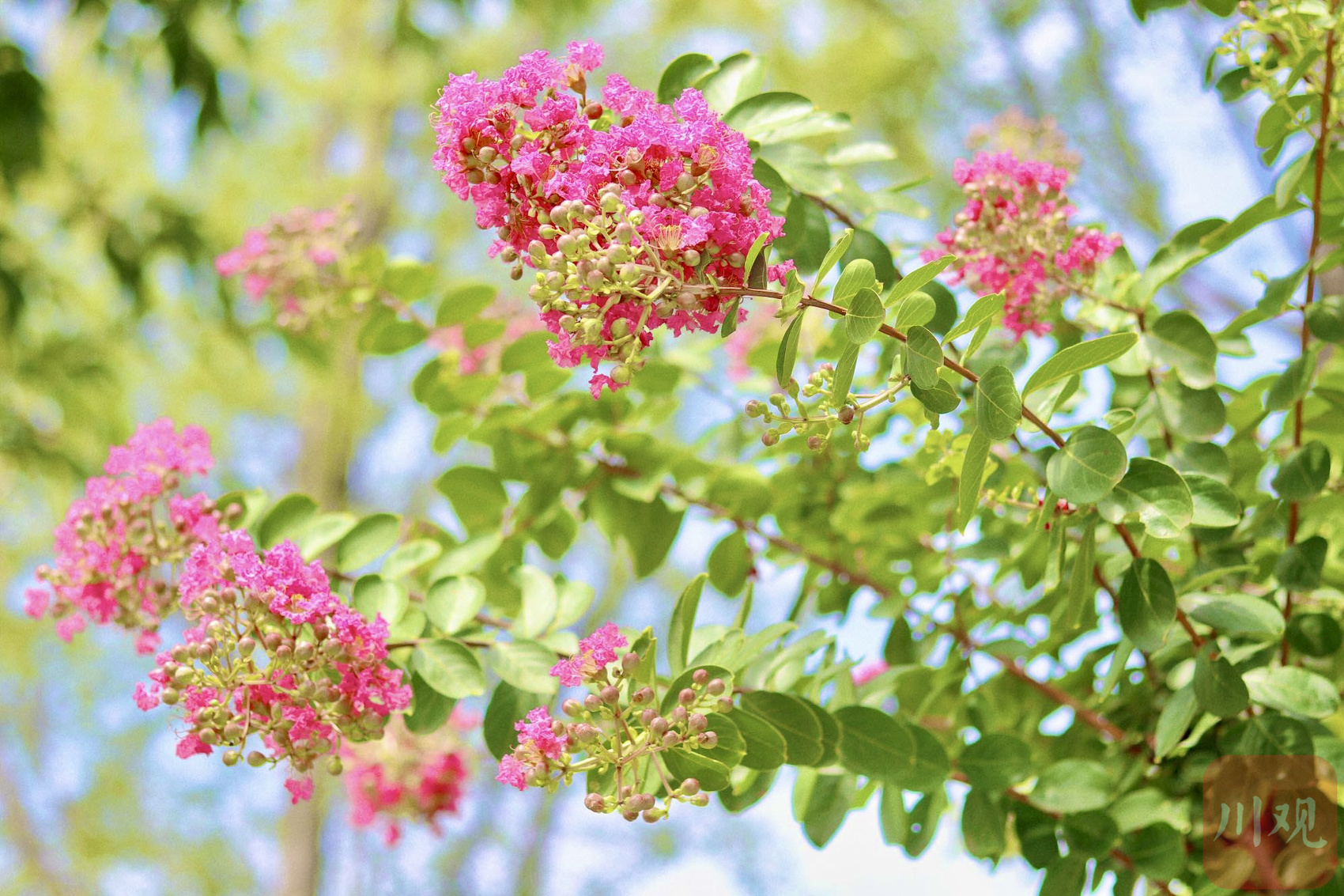 近日,资阳市雁江区凤岭公园,娇子大道等景观带紫薇花正值花期,盛开的
