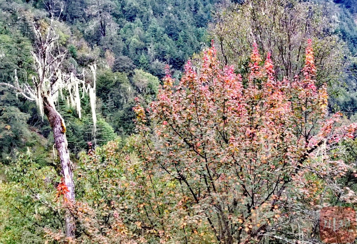 金秋十月，木里瓦厂镇赏秋正当时(图4)