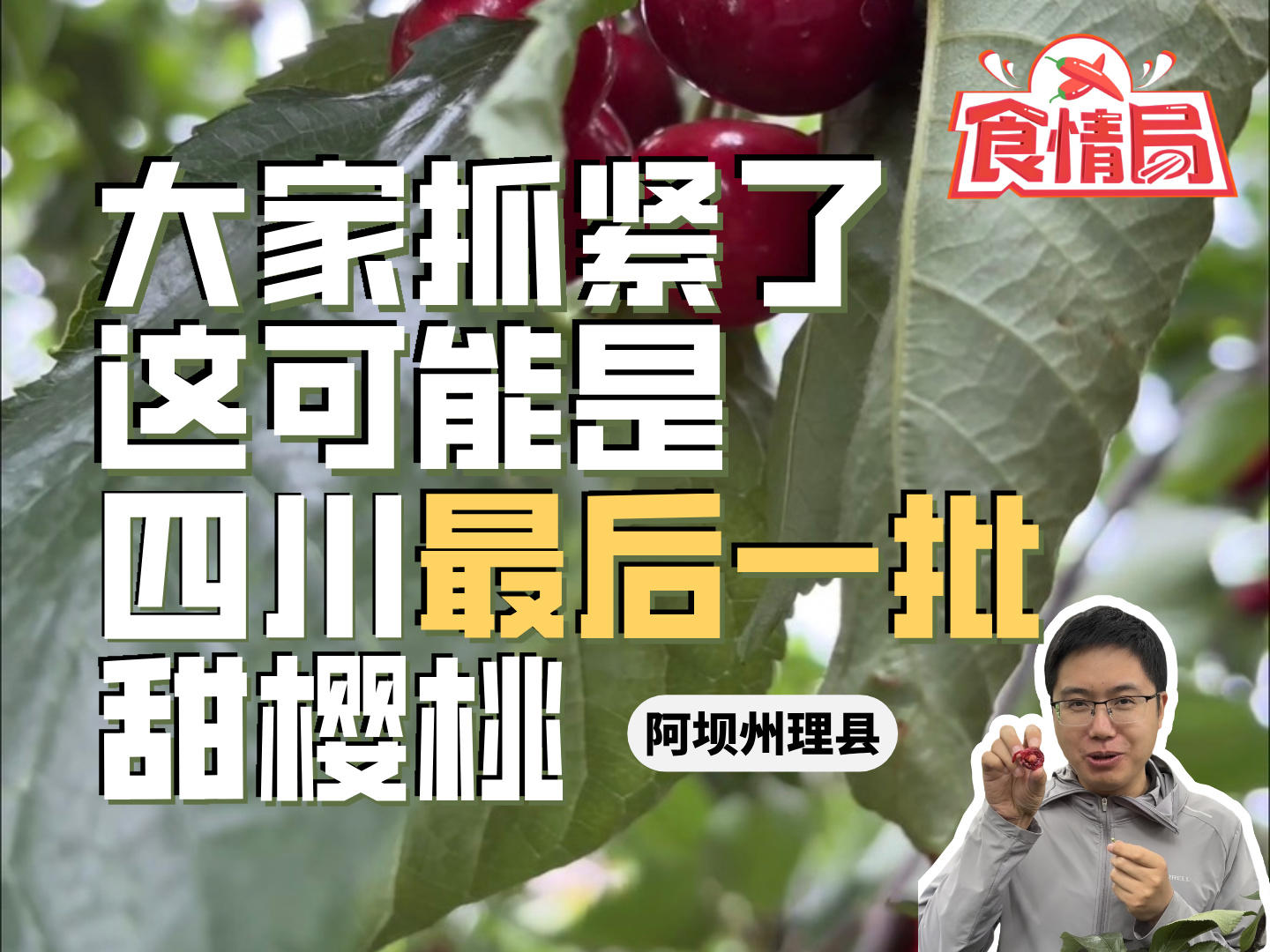 大家抓紧了，这可能是四川最后一批甜樱桃丨食情局（288）