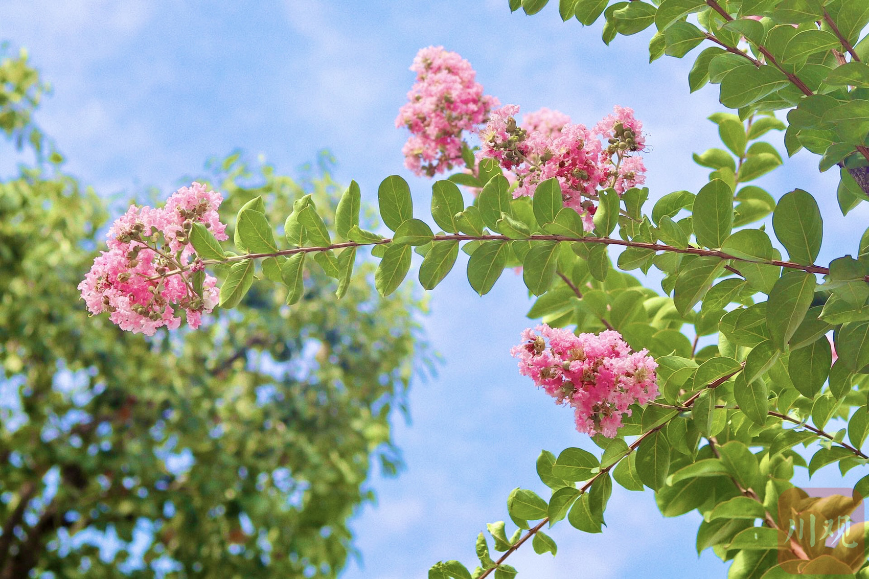 影像志花开成景资阳紫薇花美了整座城