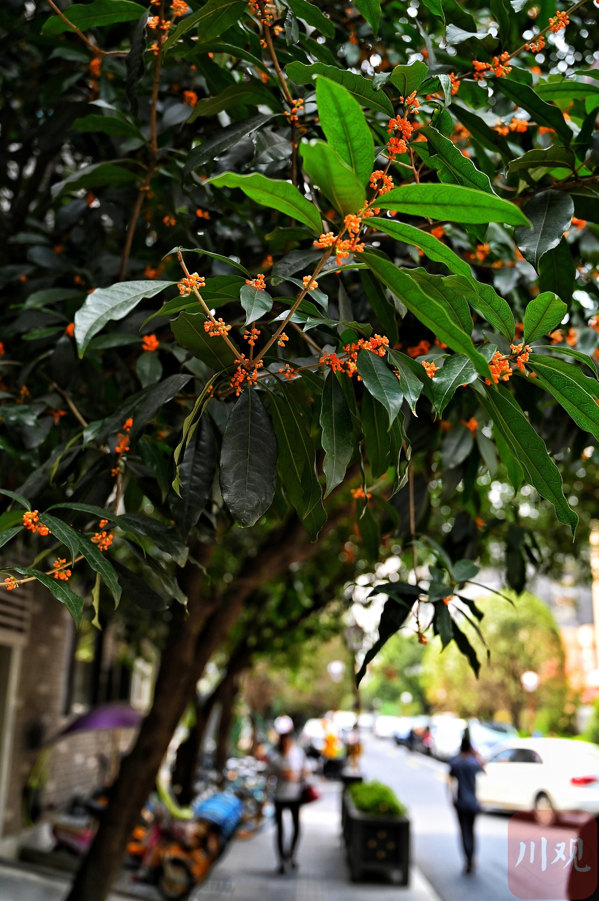 秋意渐浓成都桂花巷又闻沁人心脾桂花香