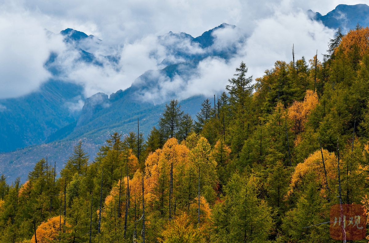 视频| 重阳登高 遇见稻城俄初山秋色