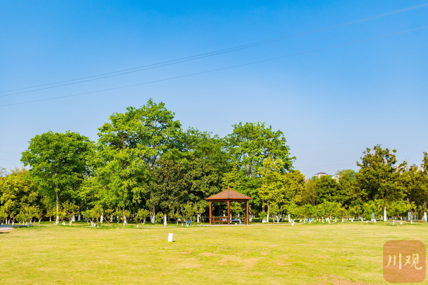 影像志正当夏日资阳湿地公园美如画卷