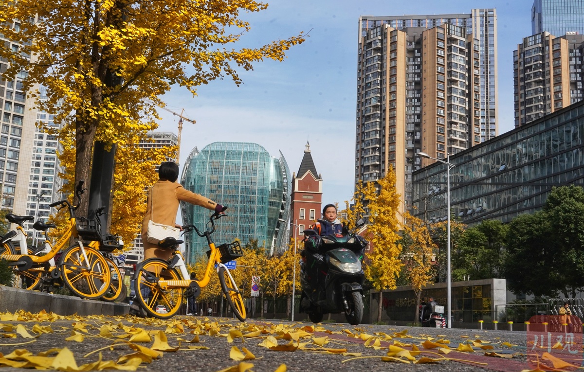 成都的太阳已连续多天到岗!最美“黄金”季节来了(图14) 成都的太阳已连续多天到岗!最美“黄金”季节来了(图14)