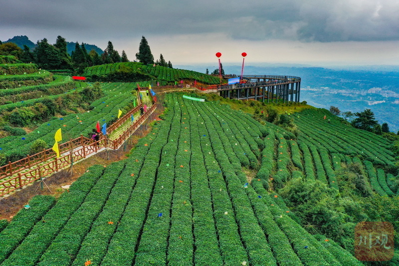 雅安名山:中国重要农业文化遗产蒙顶山茶核心区茶园原真性保护启动