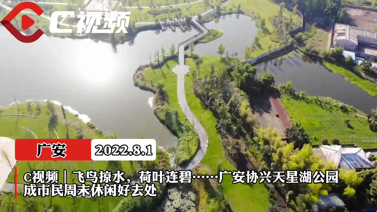 c视频|飞鸟掠水,荷叶连碧广安区协兴天星湖公园成休闲好去处_四川在线
