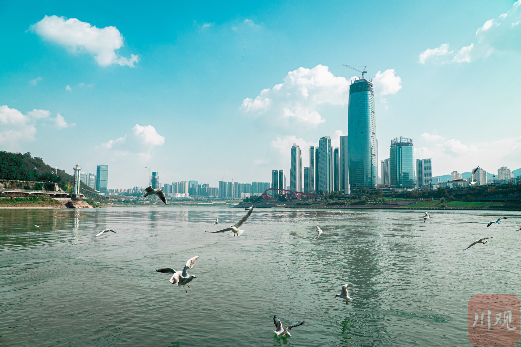 c视频江鱼和海鸥齐飞快来宜宾三江口观赏冬日奇景