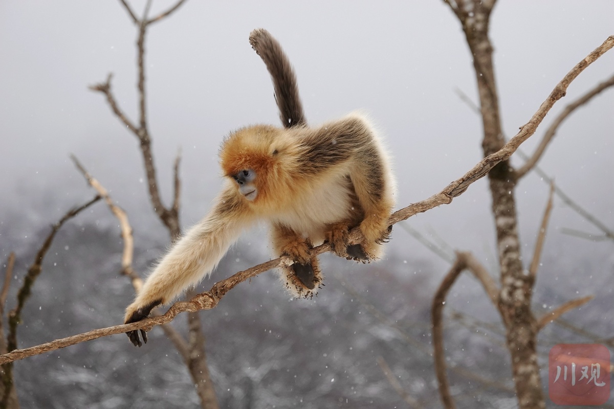 四川是川金丝猴的首次发现地,也是栖息地面积最大,数量最多,涉及川
