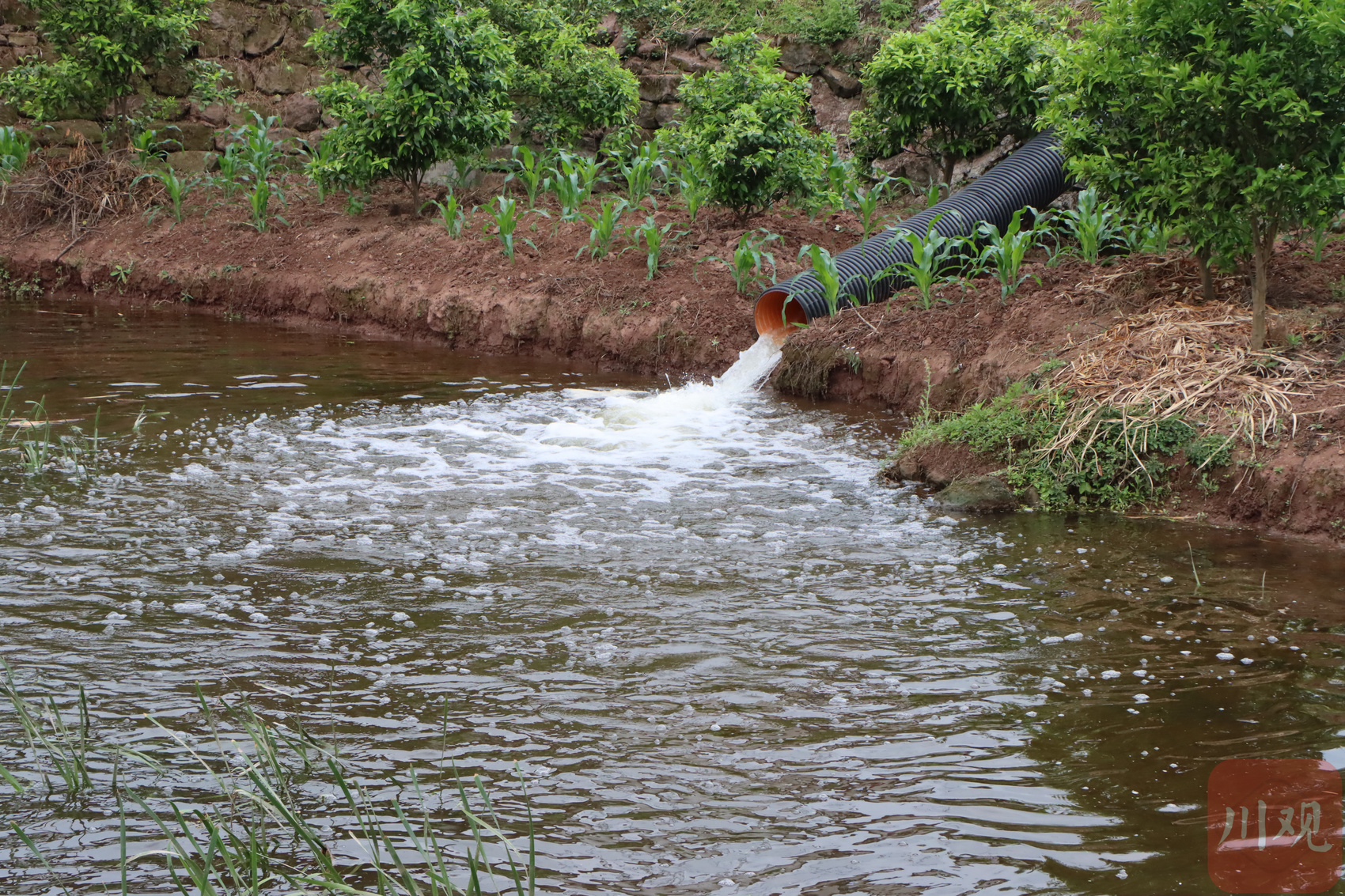 c视频战春旱让田块喝饱水宜宾高县引水保灌出新招