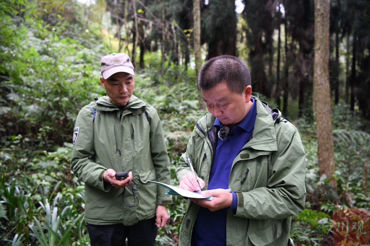 8日上午,记者在大熊猫国家公园崇州管护站见到巡护员周红林时,他和