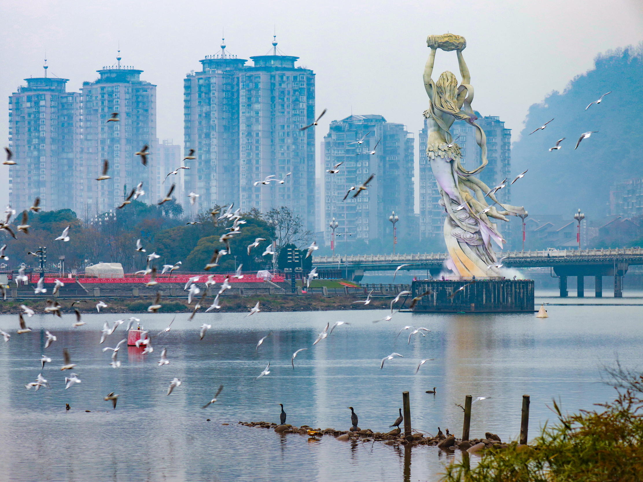 青衣江畔，给鸟儿留一处“半米家园”丨市州观察