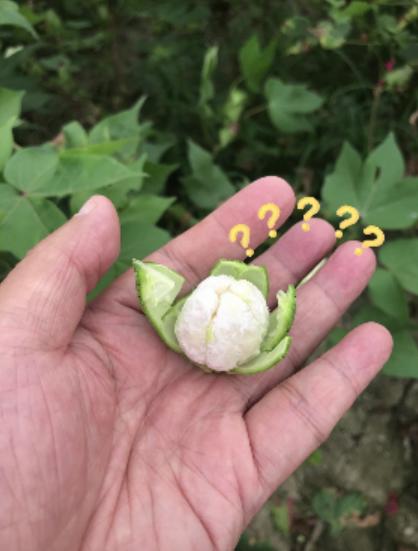 棉花开花啰,好美!你见过吗?