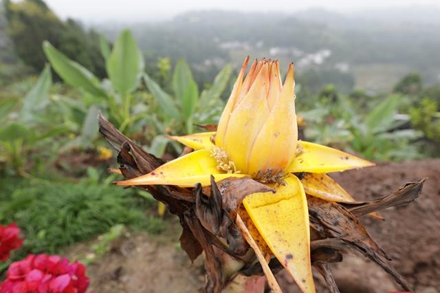 视频| 蓬溪县拱市村:村里的这朵金花 做成了一个产业 - 川观新闻
