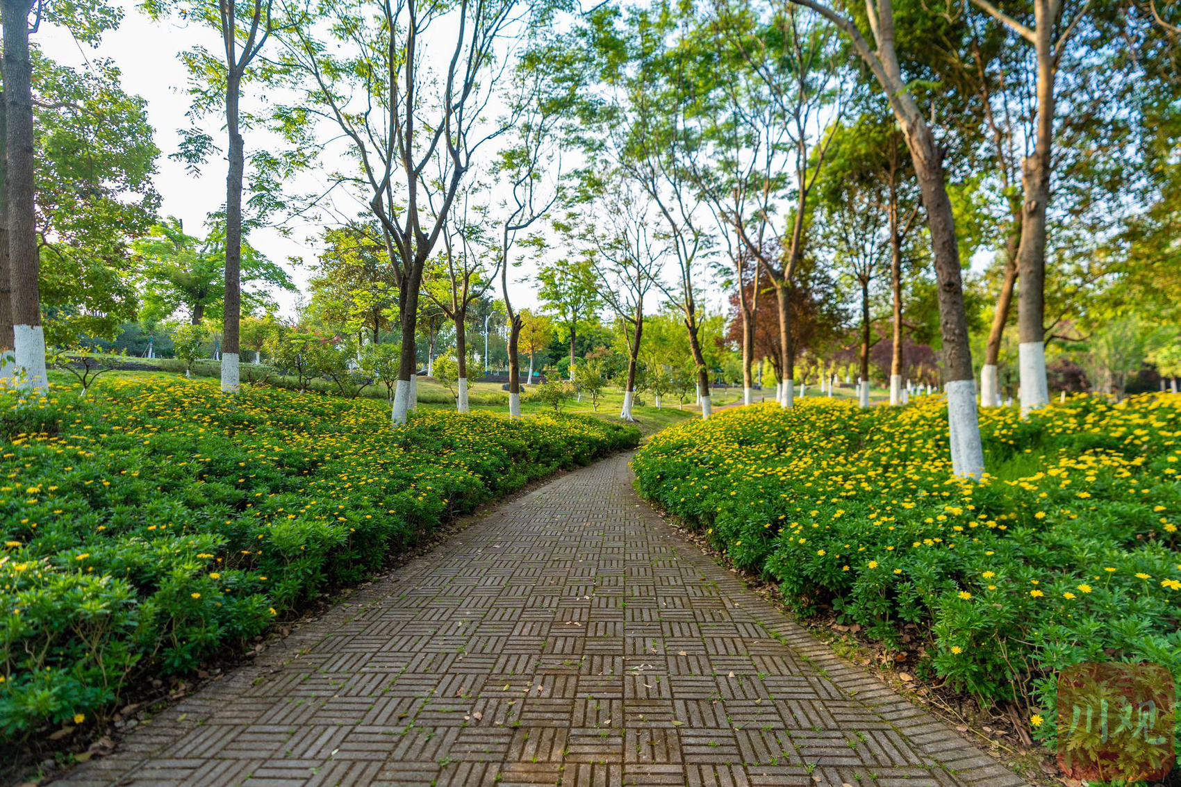 影像志正当夏日资阳湿地公园美如画卷