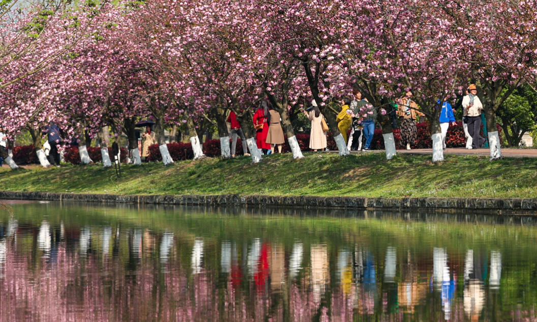 成都青白江凤凰湖樱花进入最佳观赏季