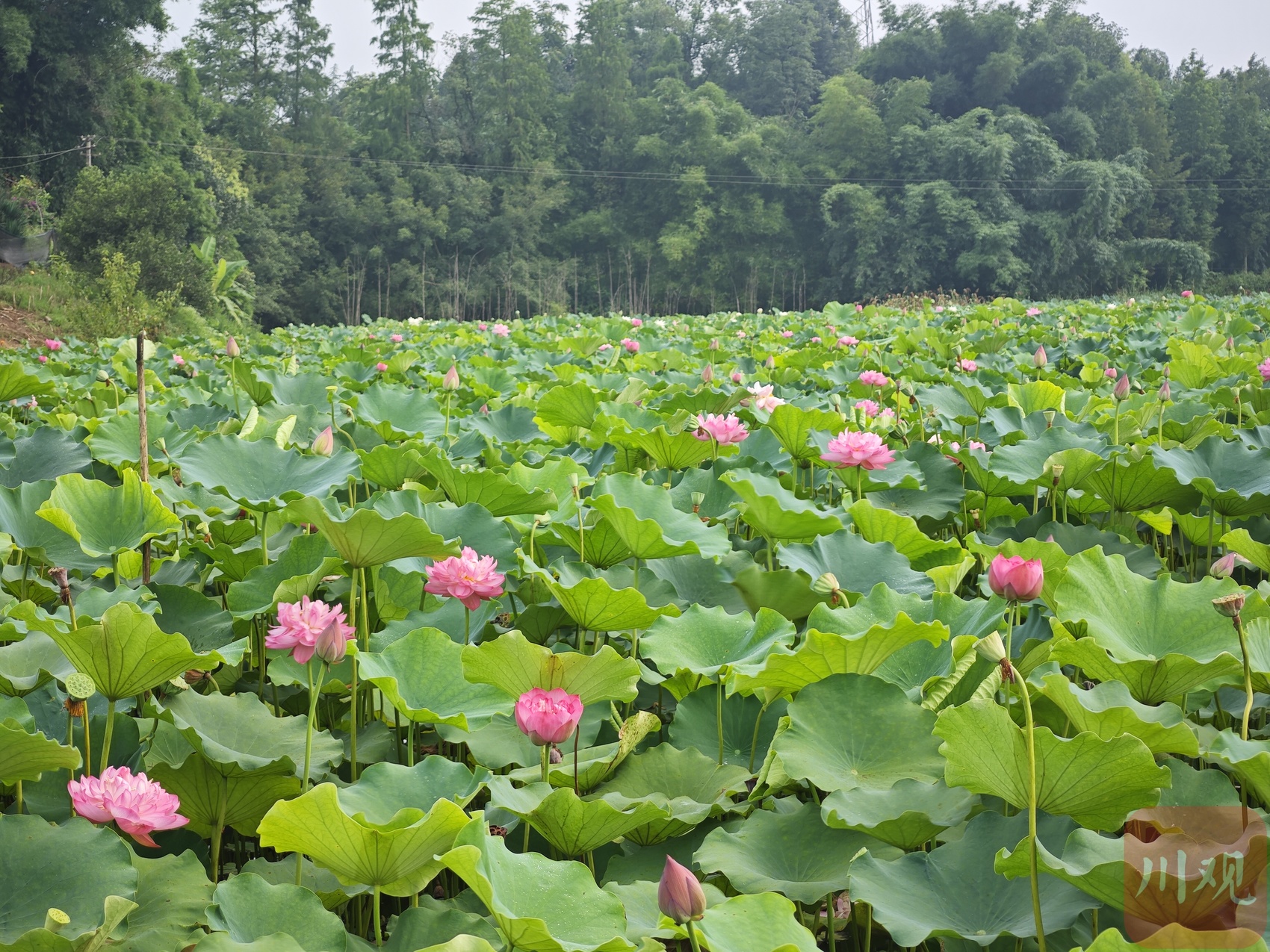 千亩荷花开满池,宜宾南溪月亮湾伴你清凉度夏