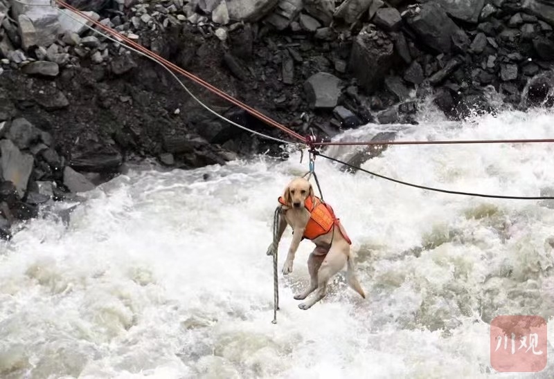 512搜救犬叮当真实故事图片