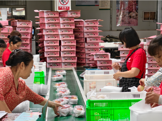 从“尝鲜”到“常鲜”，川籍水蜜桃跨越1500公里的“批量远航”