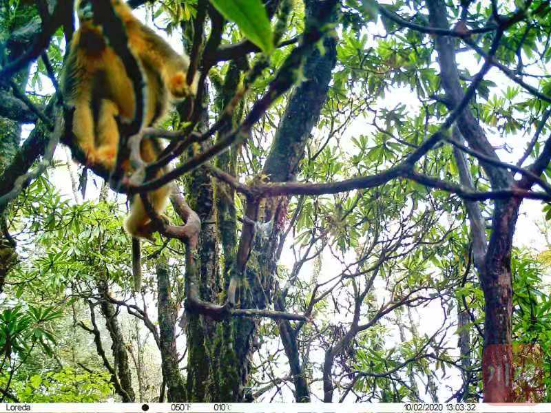 珍贵 四川黄龙自然保护区首次拍到野生川金丝猴种群 四川在线