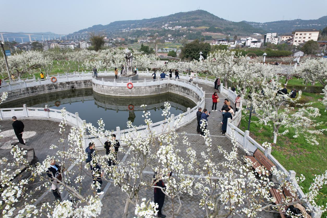 花舞梨乡 春满苍溪谷|川观新闻